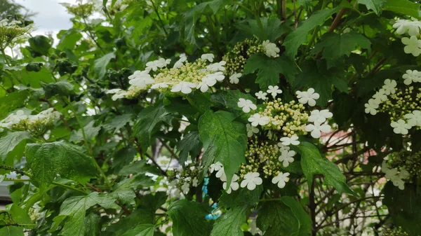 Krásné Květy Květiny Letní Zahradě Příroda Pozadí — Stock fotografie