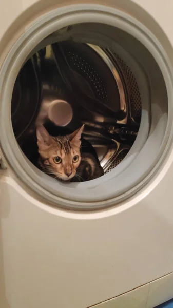 Close Uitzicht Van Schattige Raszuivere Bengaalse Kat Zitten Wasmachine — Stockfoto