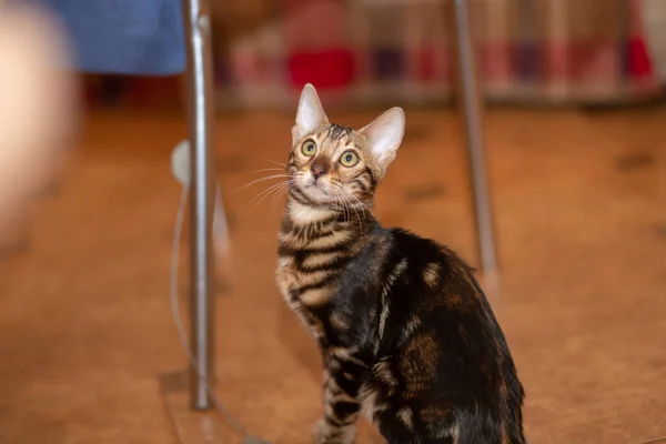 Söt Renrasig Bengal Katt Leker Rummet — Stockfoto
