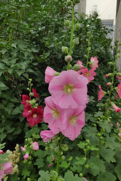 beautiful Malva flowers growth in summer garden