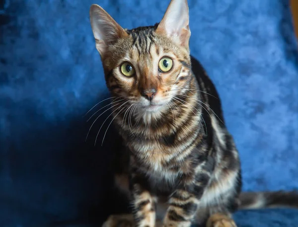 Renrasiga Bengal Katt Sitter Den Blå Soffan Och Ser Fram — Stockfoto