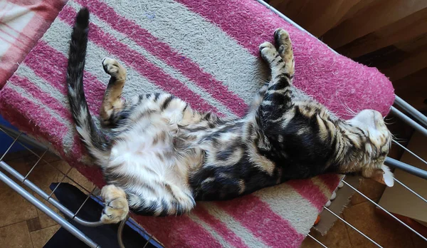 Cute Purebred Bengal Cat Sleep Blanket — Stock Photo, Image