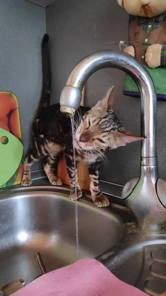 Funny Little Bengal Cat Play Kitchen Tap Water — Stock Photo, Image