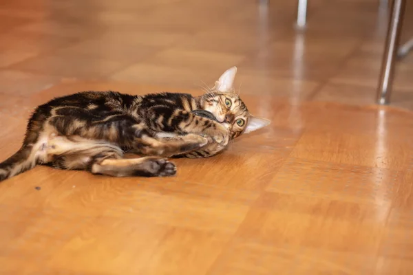 Милый Чистокровный Бенгальский Кот Играющий Комнате — стоковое фото