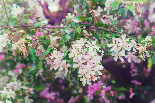 Detailní Pohled Čínský Třešňový Květ — Stock fotografie
