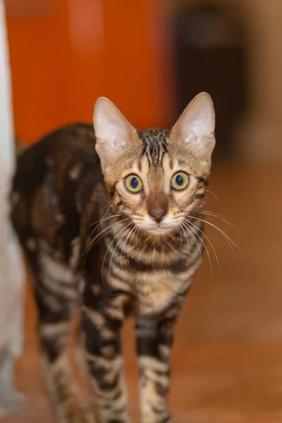 Söt Renrasig Bengal Katt Leker Rummet — Stockfoto