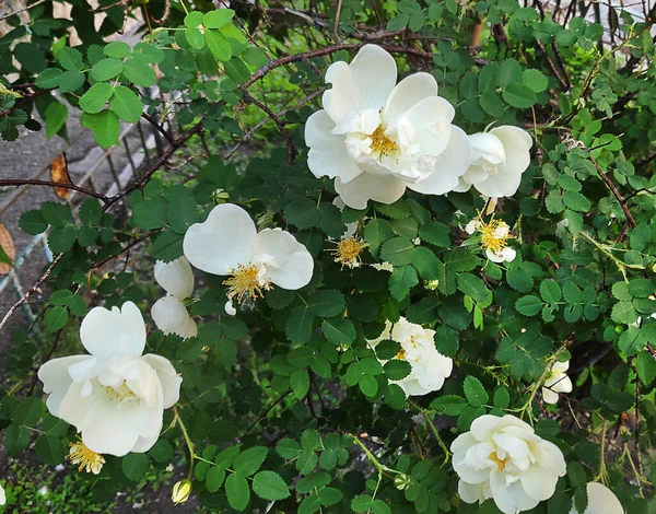 Gyönyörű Virágos Virágok Nyári Kertben Természet Háttér — Stock Fotó