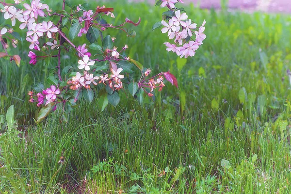 Vista Cerca Del Árbol Flor Cerezo Chino — Foto de Stock