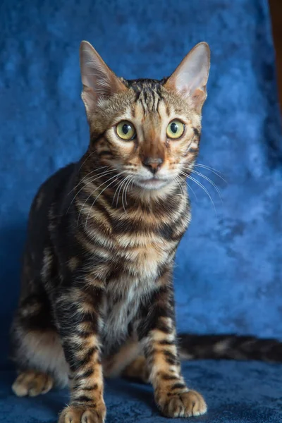Renrasiga Bengal Katt Sitter Den Blå Soffan Och Ser Fram — Stockfoto