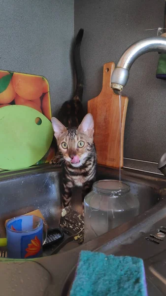 Divertente Piccolo Gatto Bengala Giocare Cucina Vicino Rubinetto Con Acqua — Foto Stock