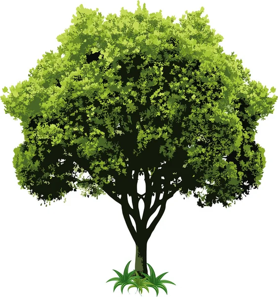 Hermoso Árbol Vectorial Con Follaje Verde Sobre Fondo Blanco — Vector de stock