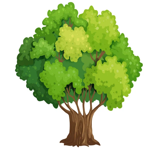 Árbol Con Follaje Verde Sobre Fondo Blanco — Vector de stock