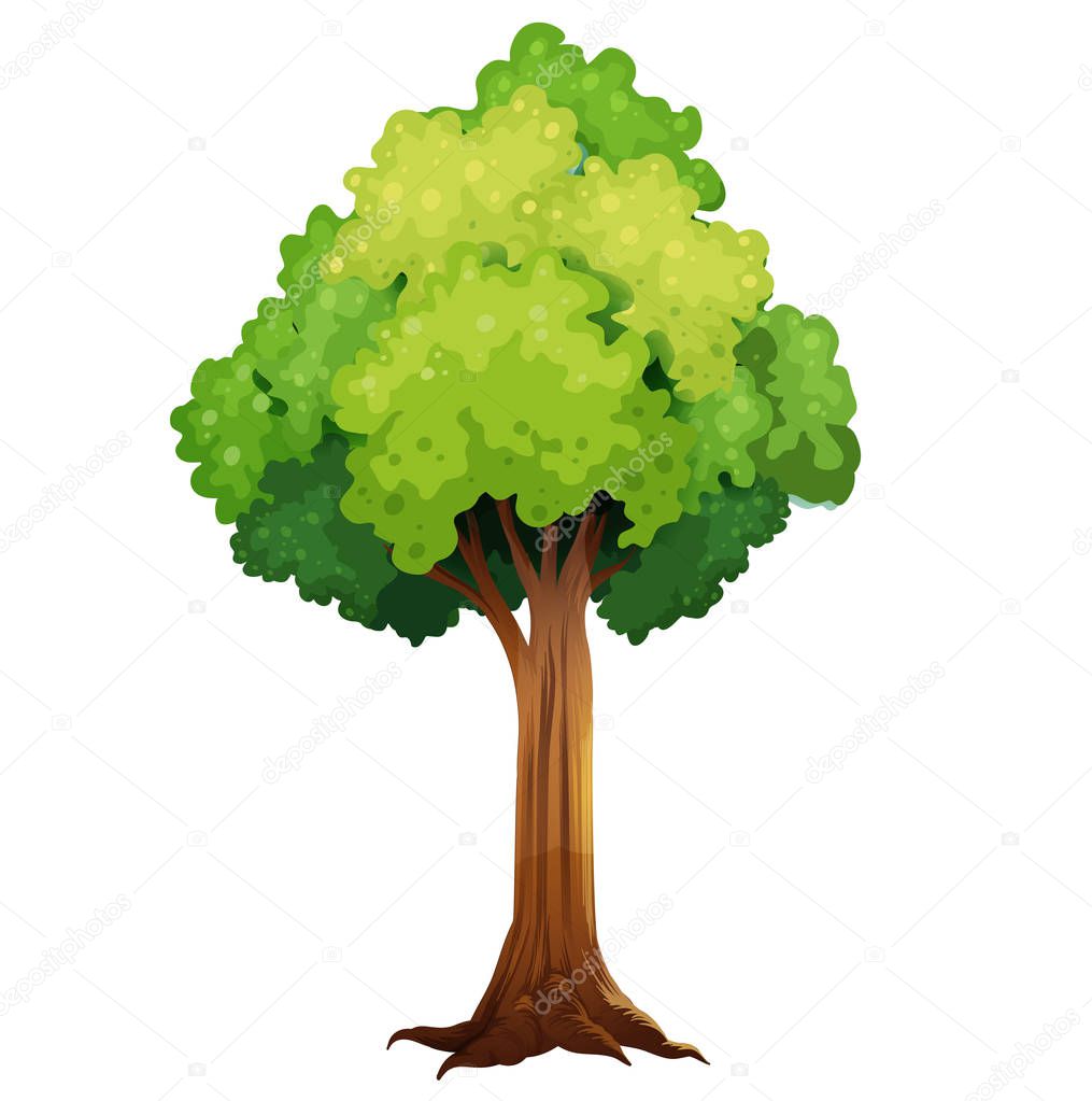 tree with green foliage on a white background