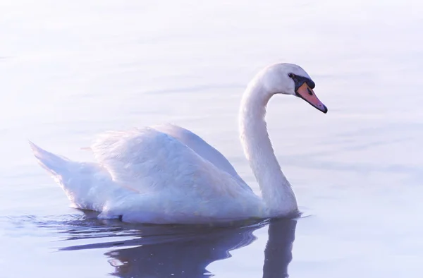 Tender White Swan is Swimming on the calm river Danube in Belgrade. Rays of the rising sun color the feathers of the swan in pink and blue tones.