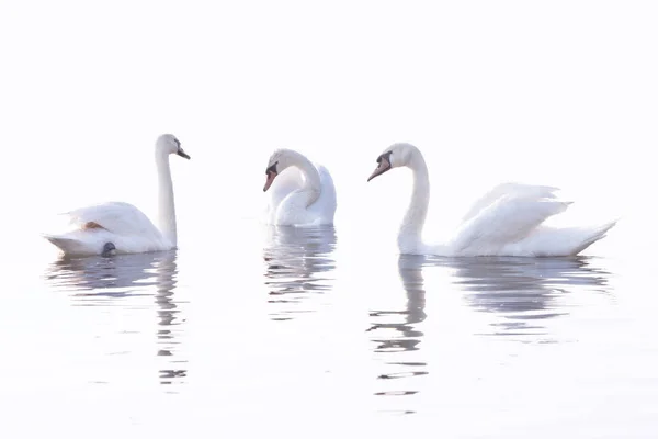 Tender White Swans Swimming Calm River Danube Belgrade Early Morning — Stock Photo, Image