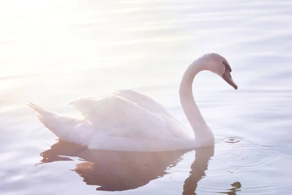 柔らかいホワイト スワンはベオグラードでドナウの穏やかな川で泳いでいます 昇る太陽の光線の色ピンクとブルーの色調で白鳥の羽 — ストック写真