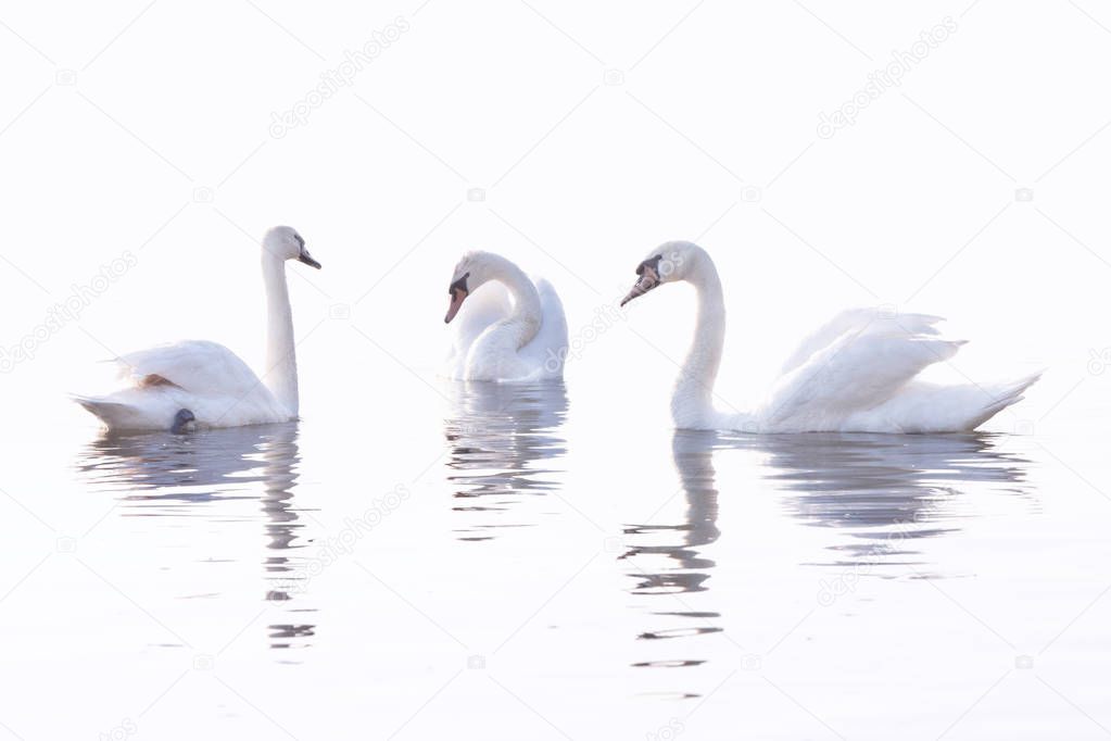 Tender White Swans are Swimming on the calm river Danube in Belgrade in the Early Morning.  High Key,