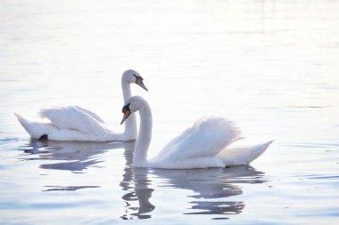 İhale beyaz kuğular sakin Belgrad'da Tuna Nehri üzerinde yüzüyor. Yükselen güneş ışınlarının pembe ve mavi tonlarda kuğu tüyleri renk.