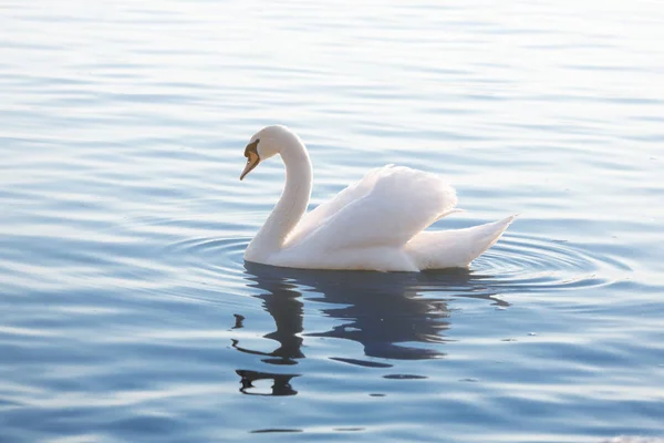 Tender White Swan Está Nadando Rio Danúbio Calmo Belgrado — Fotografia de Stock