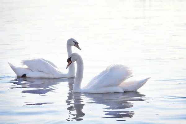 柔らかい白い白鳥はベオグラードでドナウの穏やかな川で泳いでいます 昇る太陽の光線の色ピンクとブルーの色調で白鳥の羽 — ストック写真