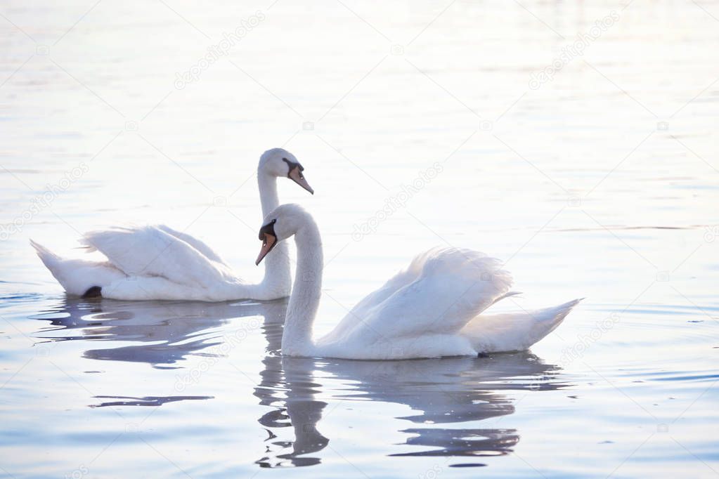 Tender White Swans are Swimming on the calm river Danube in Belgrade. Rays of the rising sun color the feathers of the swan in pink and blue tones.