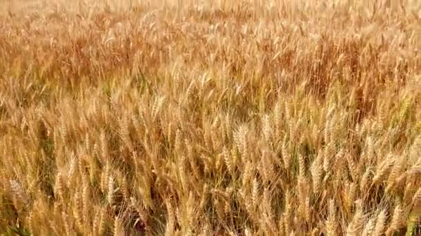 Trigo Belo Campo Trigo Dia Ensolarado Brilhante — Vídeo de Stock