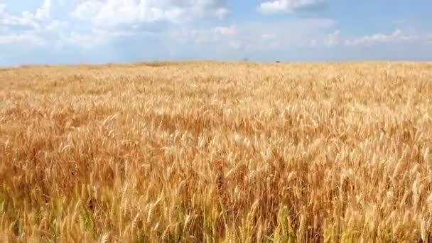 Blé dans un beau champ de blé par une journée ensoleillée 
