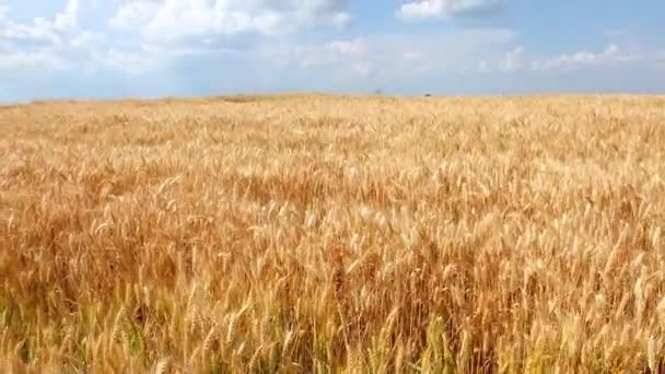 Trigo Belo Campo Trigo Dia Ensolarado Brilhante — Vídeo de Stock