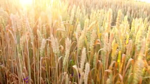 Пшениця Прекрасному Пшеничному Полі Яскравий Сонячний День — стокове відео