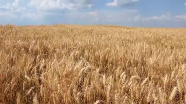 Pšenice Krásné Pšeničné Pole Jasného Slunečného Dne — Stock video