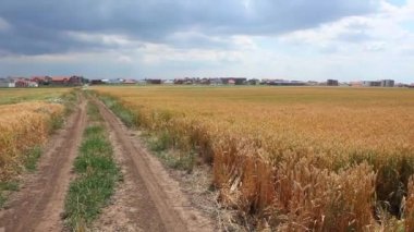 Parlak güneşli bir günde güzel buğday alanda buğday