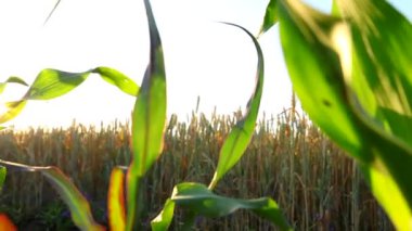 Güneşli bir günde mısır tarlasında olgunlaşmış mısırlar.