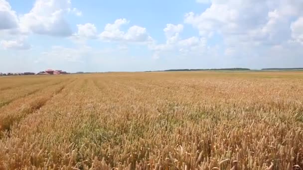 明るい晴れた日に美しい小麦畑に小麦 — ストック動画