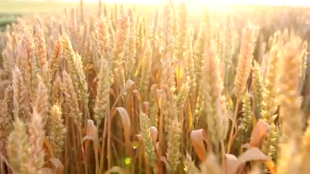 Пшеница Красивом Пшеничном Поле Яркий Солнечный День — стоковое видео