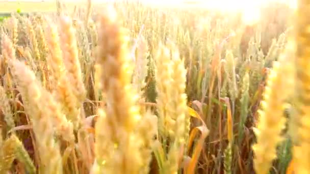 Wheat Beautiful Wheat Field Bright Sunny Day — Stock Video