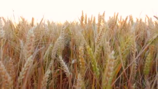 Parlak Güneşli Bir Günde Güzel Buğday Alanda Buğday — Stok video
