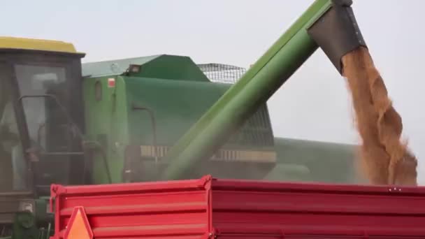 Buğday Buğday Alanında Hasat Reaping Makineleri — Stok video