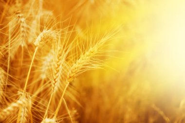  Güneşli bir yaz günü güzel alanda altın buğday