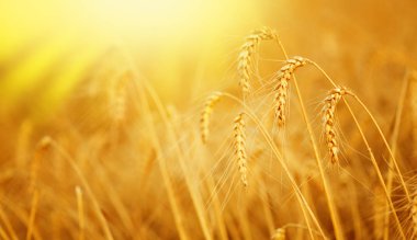  Güneşli bir yaz günü güzel alanda altın buğday