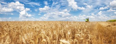 Altın buğday alanı ve mavi gökyüzü hasat muhteşem manzara