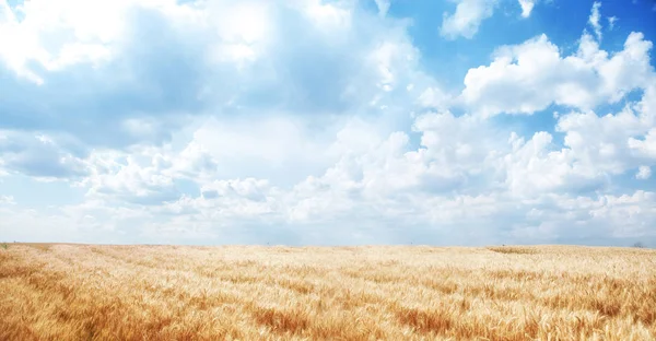 Maravilloso Paisaje Campo Trigo Dorado Cielo Azul — Foto de Stock