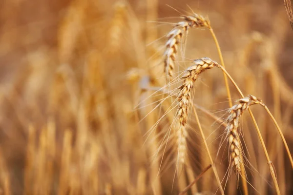 金色的麦子在美丽的田野上阳光明媚的夏日 免版税图库照片