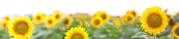 Maravilloso Panorama Paisaje Sunflowerfield Dorado Cielo Azul Imagen De Stock