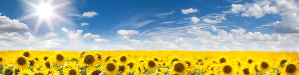 Sunflowerfield 的美妙风景和灿烂阳光的蓝天 免版税图库图片