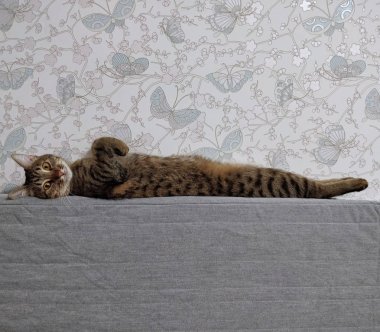 Belgili tanımlık kedi lies üstünde onun sırt