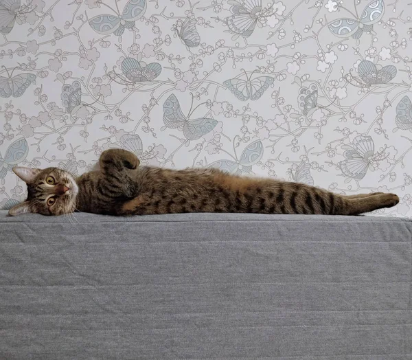 Belgili tanımlık kedi lies üstünde onun sırt