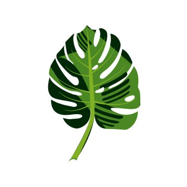 Beyaz arka plan üzerinde izole Monstera ya da avuç içi tesisi tropikal yaprak