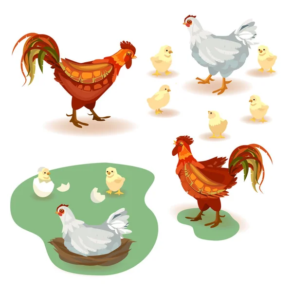 Famiglia di pollo su sfondo bianco illustrazione — Vettoriale Stock