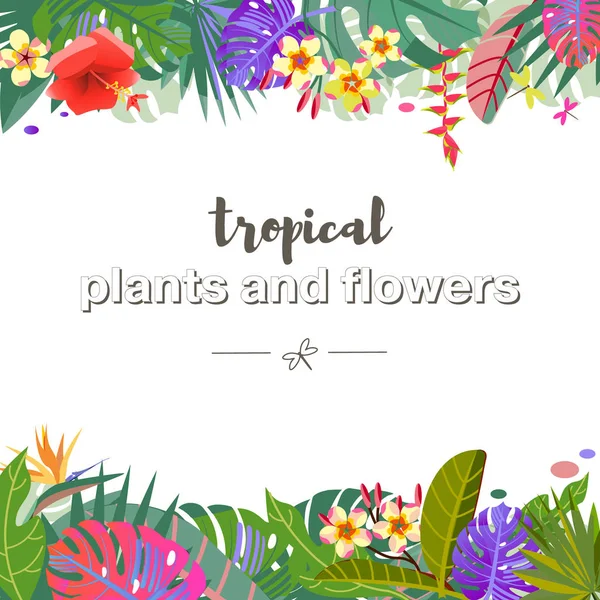 Tropik çiçekler, yapraklar. Egzotik canavar yaprağı. Karayip renkleri. Yaz tatili