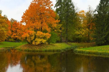 Ormanda sonbahar. Parkta yürü. Saint-Petersburg.